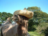 Cornish Camels 1079502 Image 2